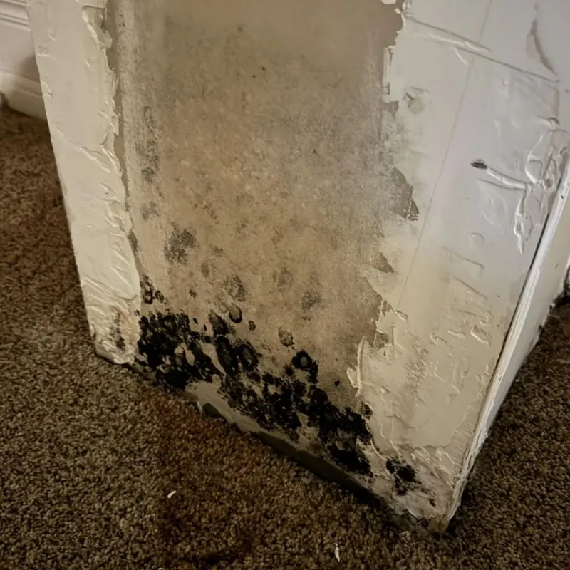Professional Mold Removal in Point Pleasant, WV